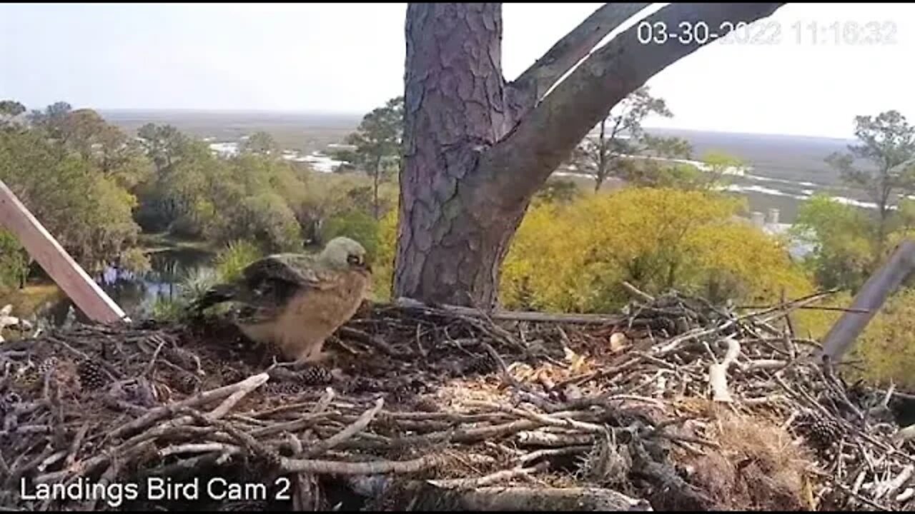 Gust of Wind Surprises the Owlet 🦉 3/30/22 11:16