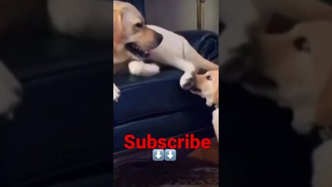 Wow How cute 😂❤️ please get this viral | #viral | #funnydogs | #trending | #shorts