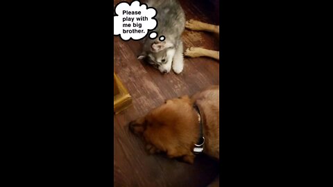 Husky Puppy just wants to play with big brother Lab