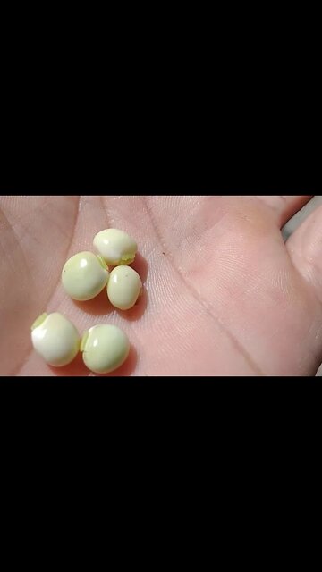 Qual o nome desse Feijão? Você conhece? #Nordeste