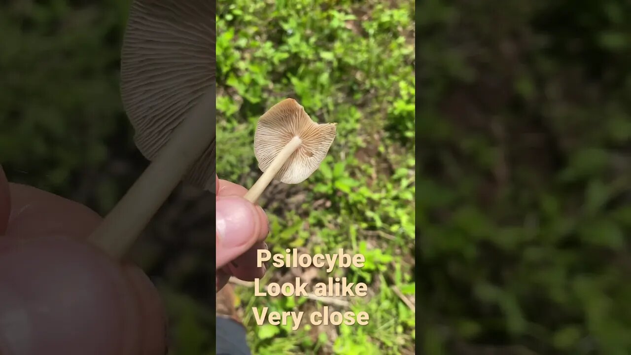 Perfect look alike to Psilocybe cubensis (close but not quite)😎