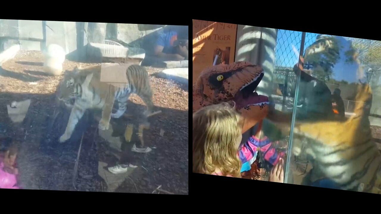 Incredible attack of Tiger on fake dinosaur !