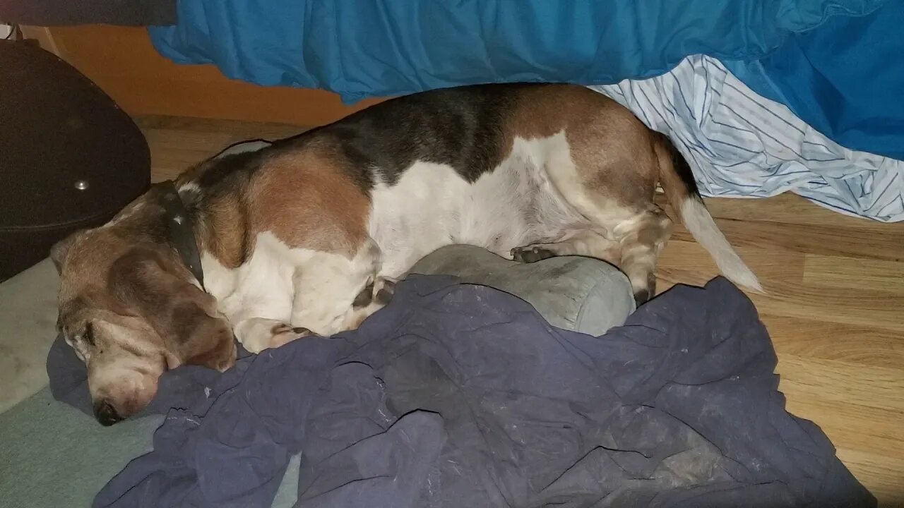 Beautiful Dreamer :) - Dreaming Basset Hound dog