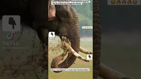 Insane Elephant Mother Trunk Hydrates Itself Of The Scorching Sun Caught On Camera #shorts #animals