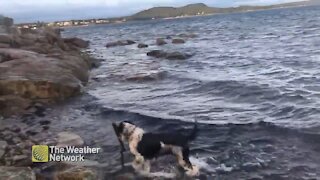 Choppy waters won't stop this game of fetch