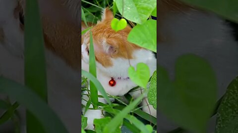 A cute munchkin cat playing with leaves, Funny cute pets lovers, #Shorts