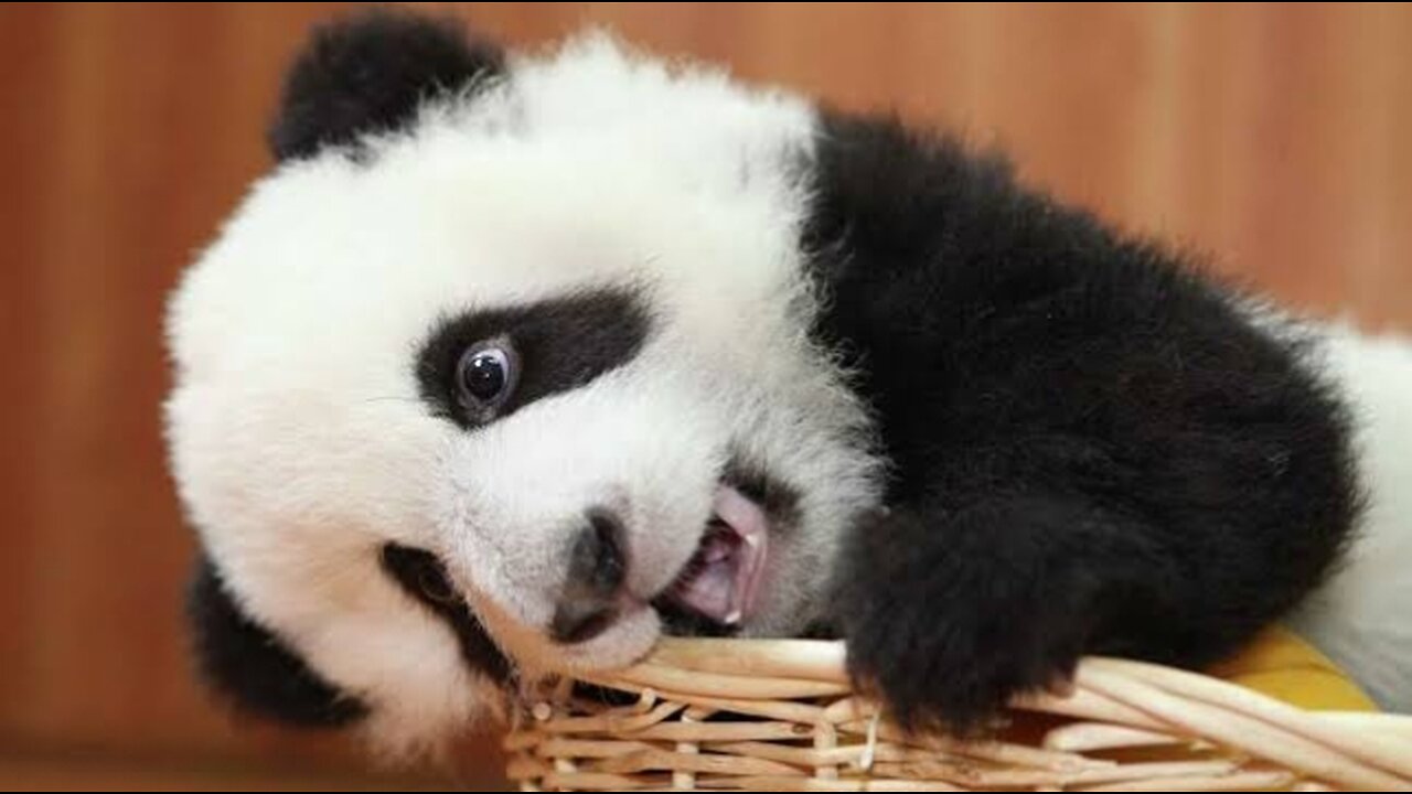 Cute Animals - Cute Baby Panda Videos Compilation