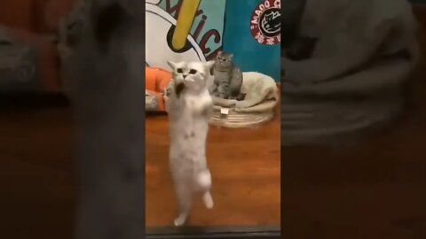 dancing cat# funny cat# cute cat# beautiful cat#58