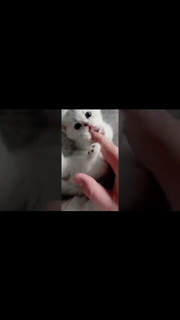 so cute cat one'like this cutie #cute#cat #kittens #cutecat #youtubeshorts