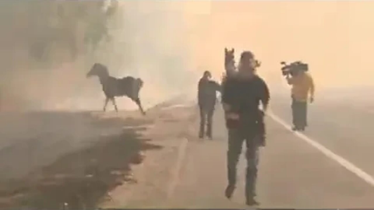 Thoroughbred Horse Braves Blaze To Get Family