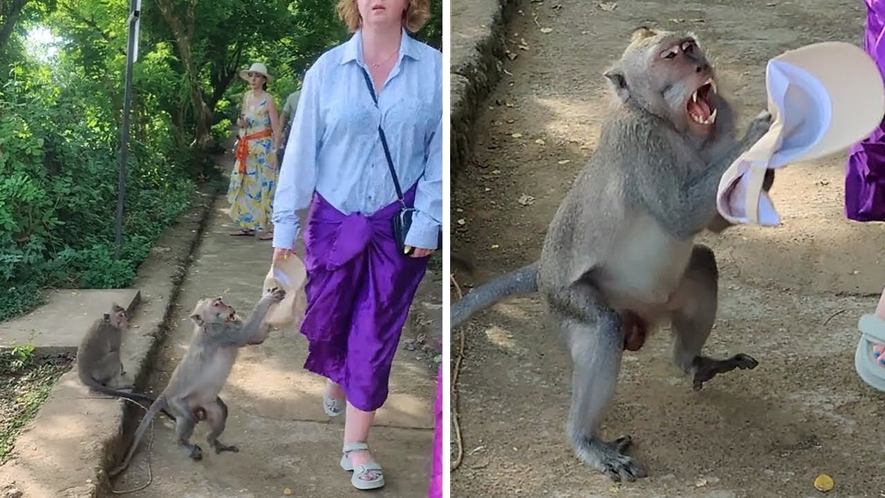 Cheeky monkey steals tourist's hat