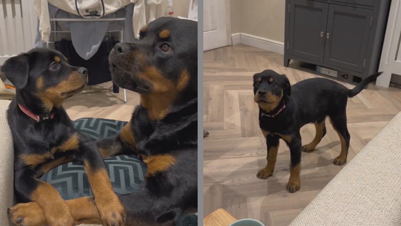 Rottweiler puppy copies her big bro #funnypuppy