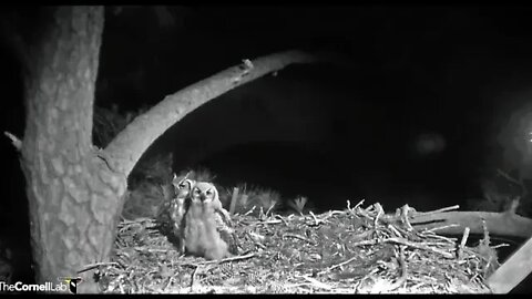 Owlet Earns The Rat Leftovers 🦉 4/16/22 23:51