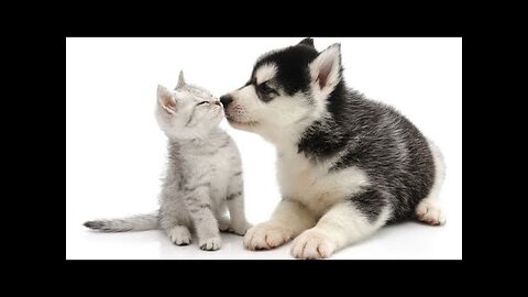 Kitten Adorably Demands Attention From Cat, Cat Gives It Some Tough Love