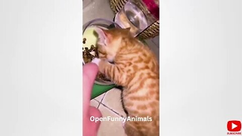Funniest Dogs And Cats Videos 😃 - Best Funny Animal Videos 2022 😇