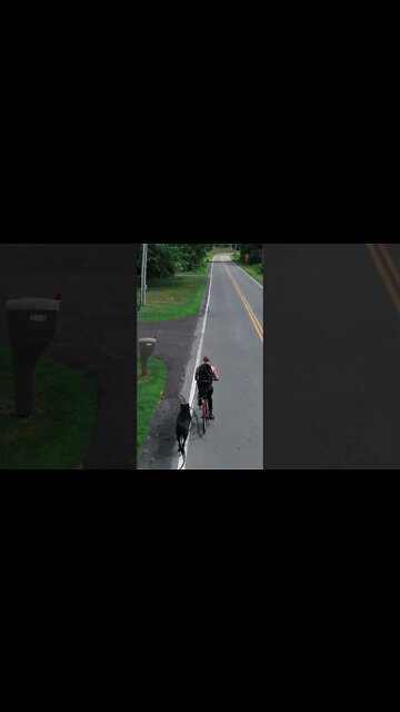 Dog Training Is Just Showing Up & Working! #shorts #viral #pets