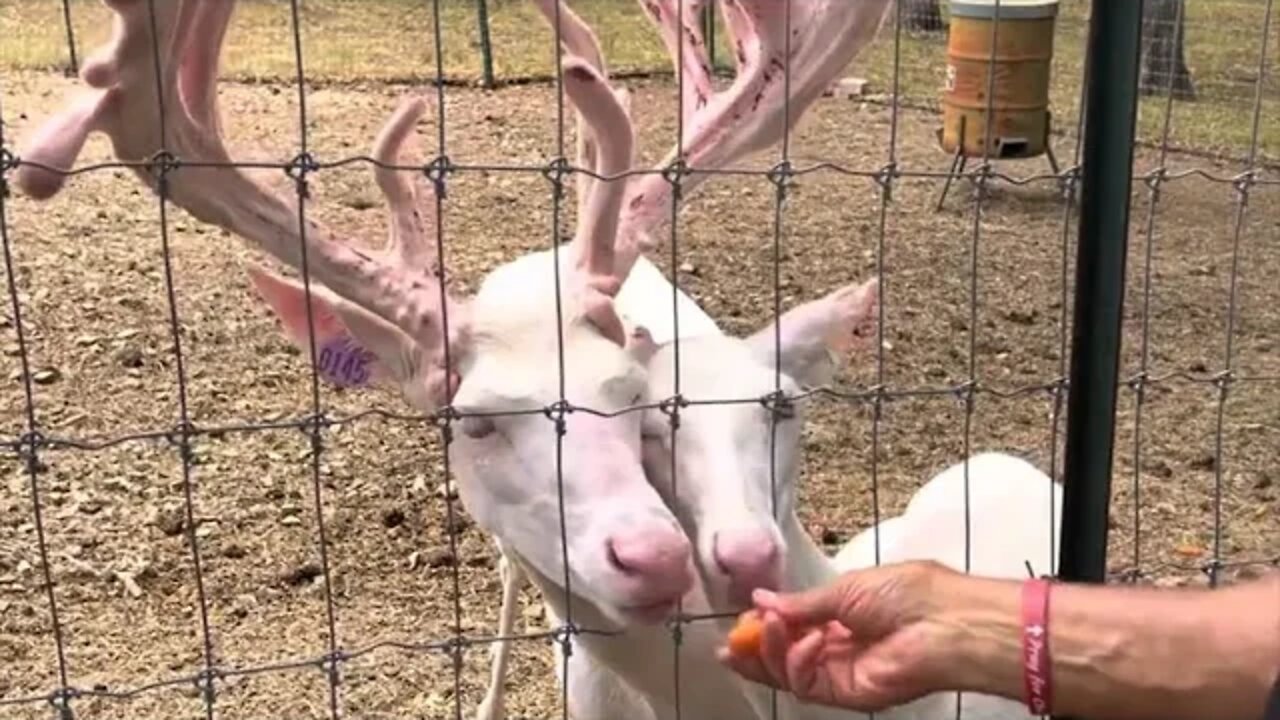 Amazing! Twin Eagle Deer Herd II! July 30th