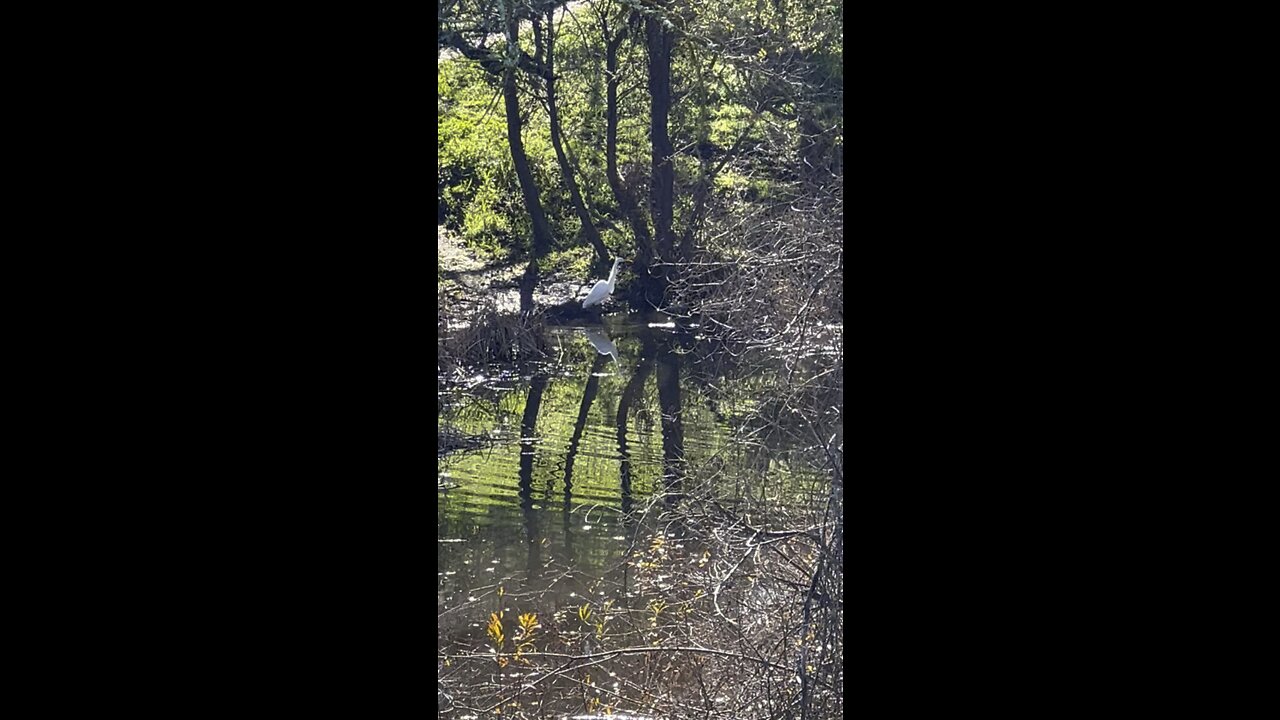 Heron Bird @ Hidden Lakes Park