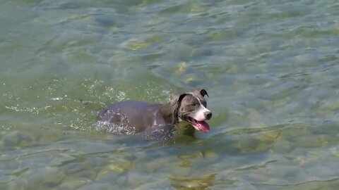Dog Lake Swim Puppy Pet Animal Canine Friend