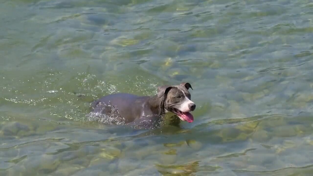 Dog Lake Swim Puppy Pet Animal Canine Friend