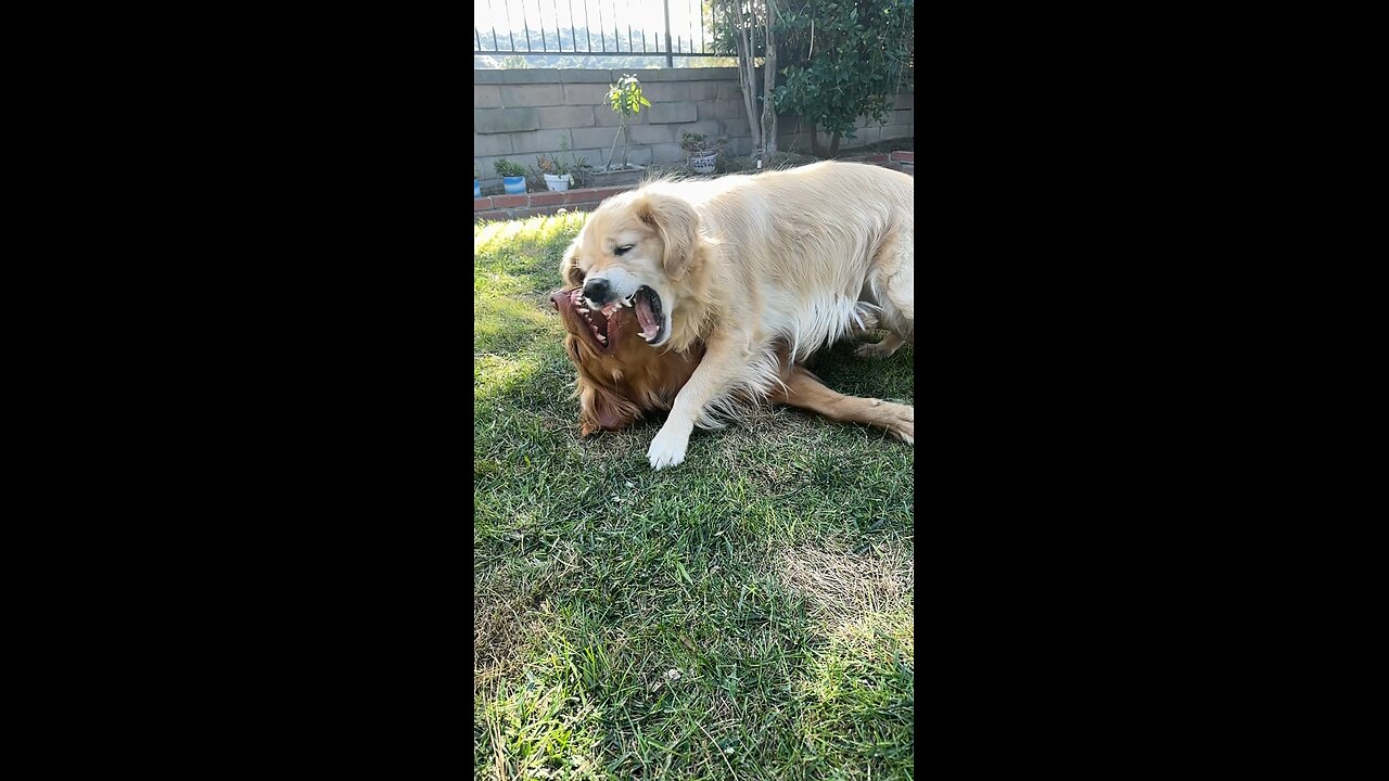 Golden Retrievers Fatality