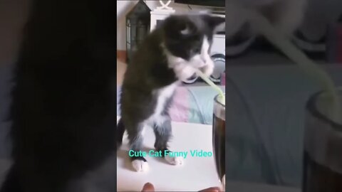 Cute Cat Video