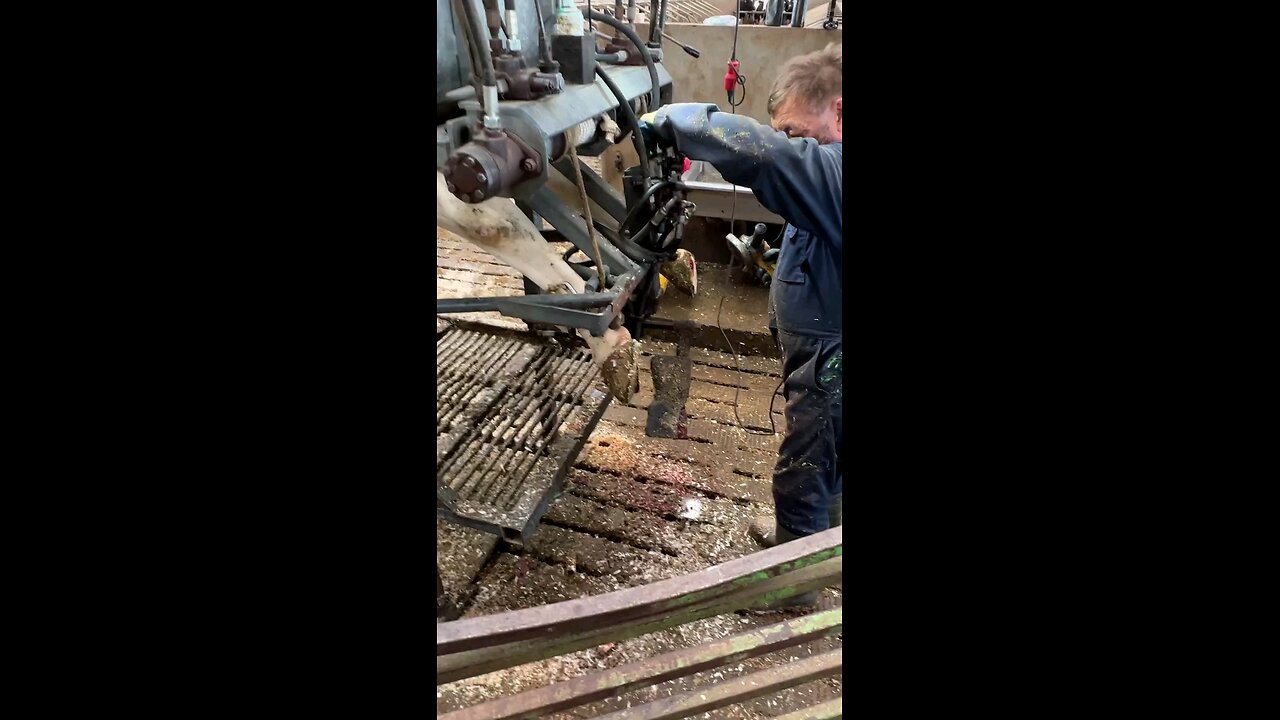 Cutting Hoofs on The Farm