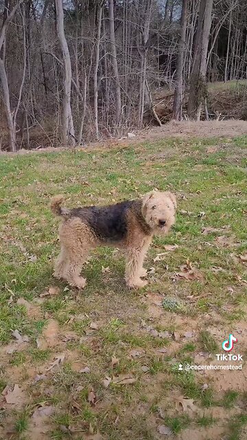 I'm an Airedale