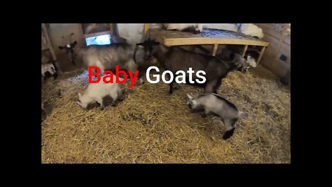 Baby goats