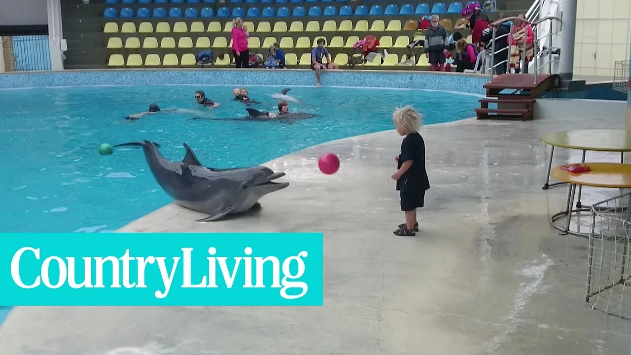 Adorable Toddler Plays Fetch with a Delightful Dolphin Pal 🌊👶🐬