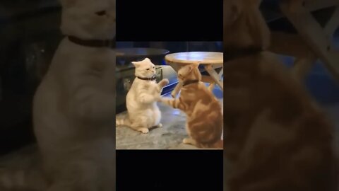 Cat Fighting Funny #reels #shorts #cat