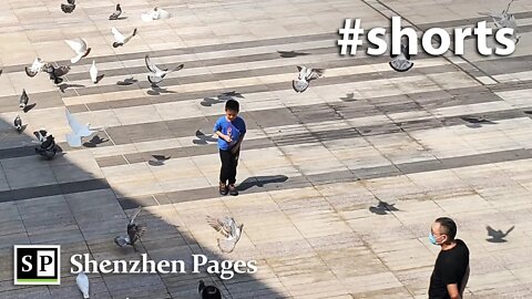 Doves in Shenzhen