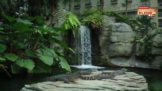 Gaylord Palms | Morning Blend