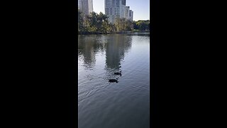 Sydney Olympic park #australia