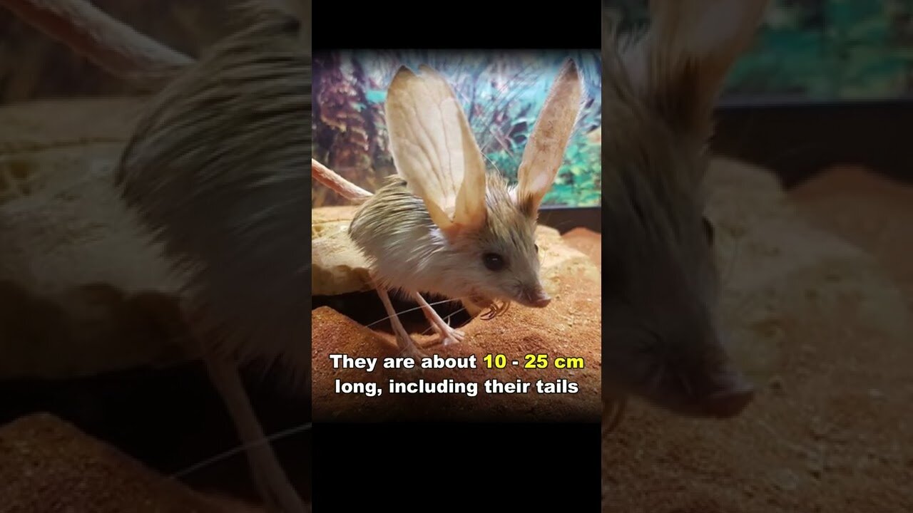 Jerboa | The Real Life Pokemon