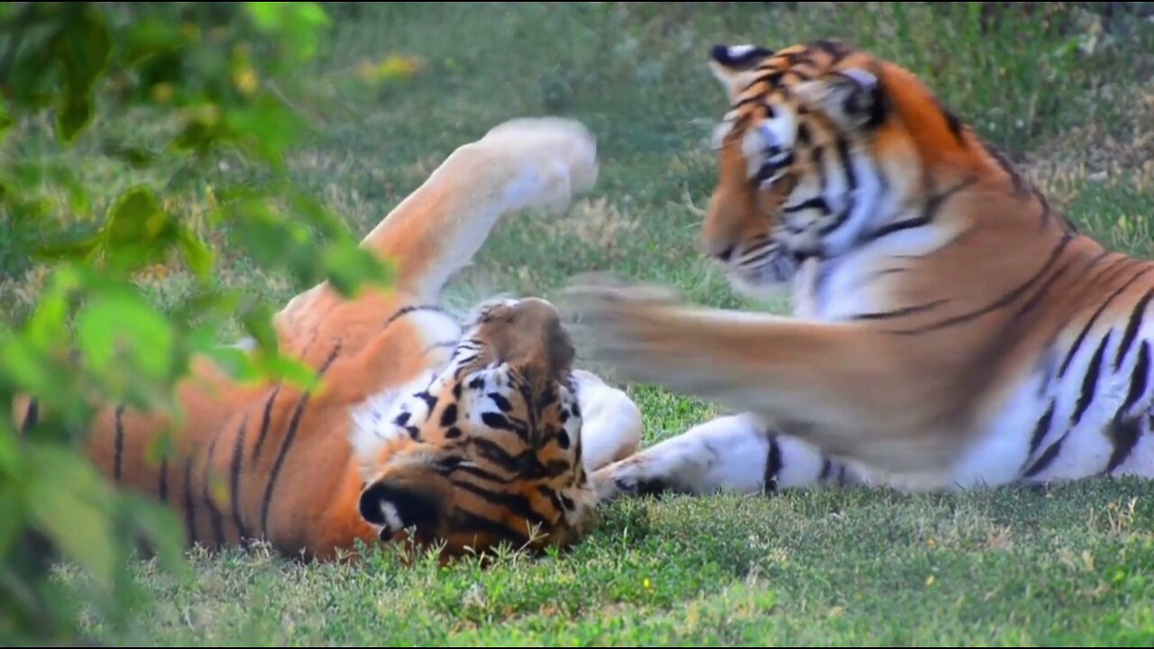 Tiger vs Tiger Fight l Who will Win #tiger #animal