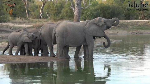 Watch These Thirsty Elephants At The Waterhole | African Icons