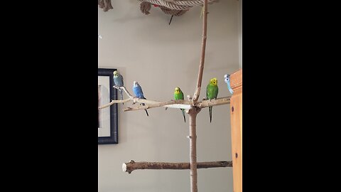 9 Playful Parakeets