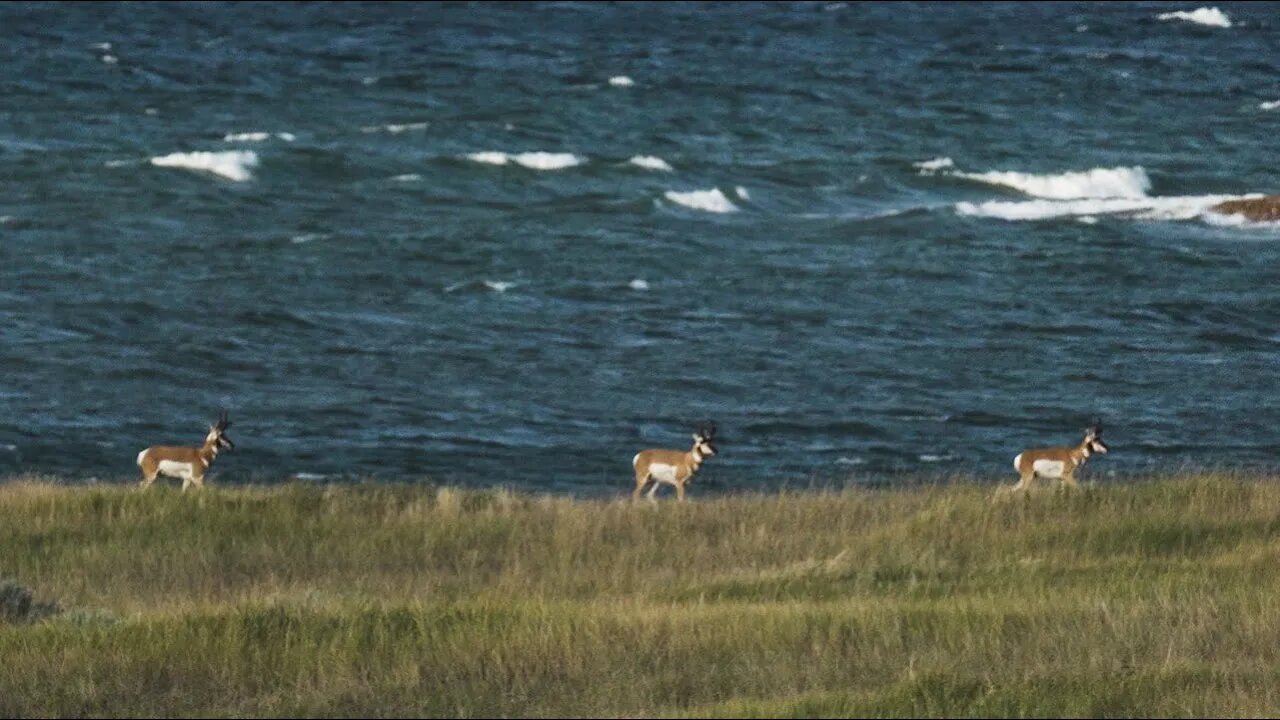 South Dakota Public Land Archery Antelope Hunting