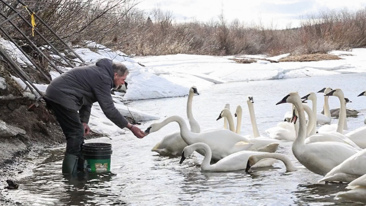 Swan feeding 2nd