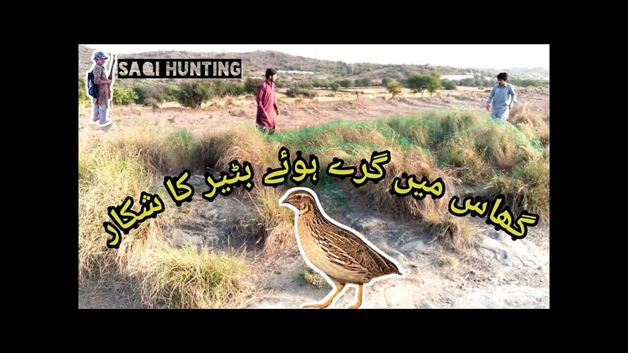 Quail birds hunting / Batair ka shikar