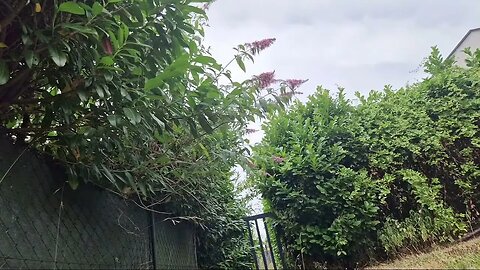 Highlight 0:00 – 3:06 von Silent Long LIVE for wh update in the garden @Babygirl4u @TravelGeorge #g