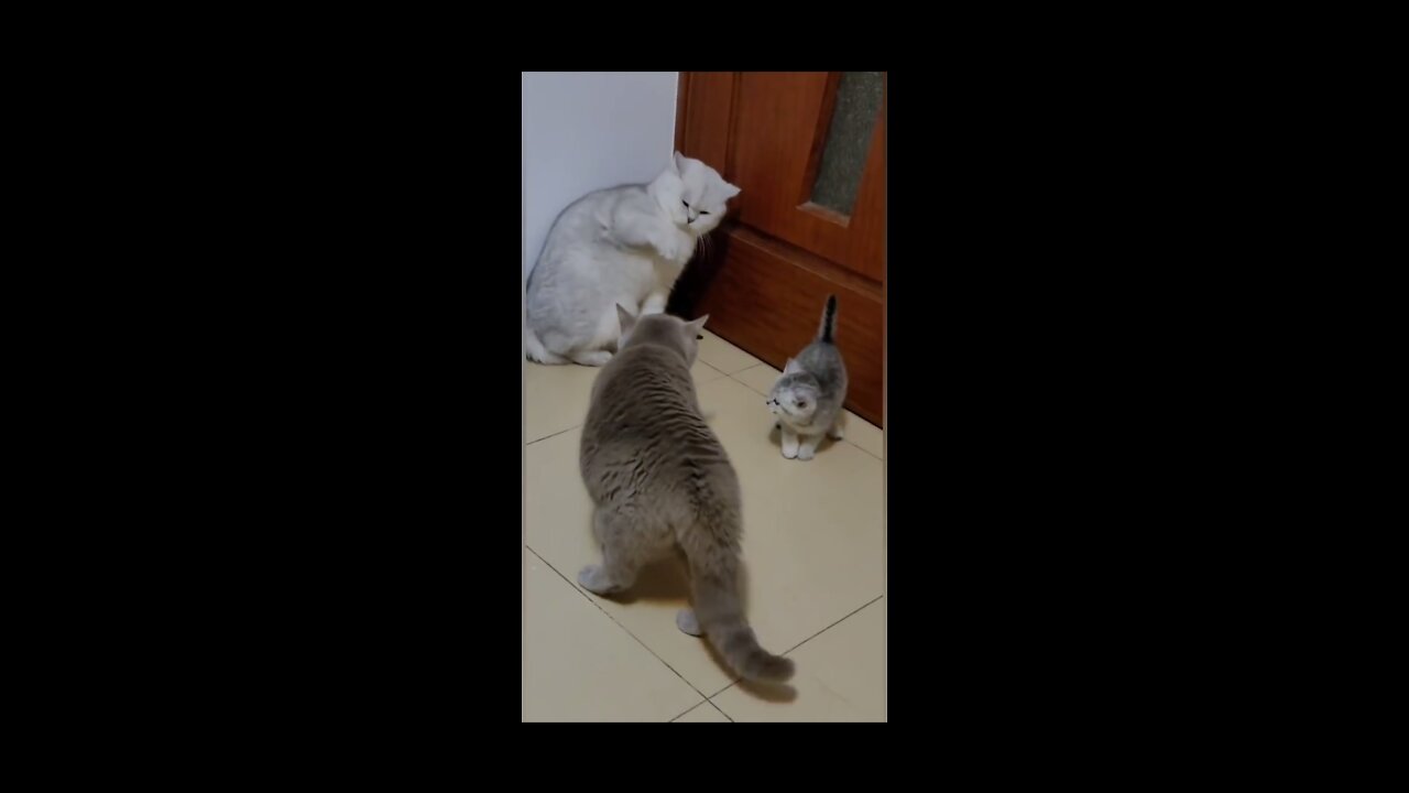 😂😂Cat's funny fighting 😂😂