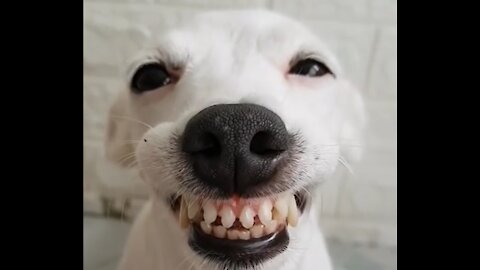 Funny dog can smile with his teeth shown