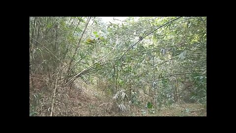 Hutan Angker Blantara