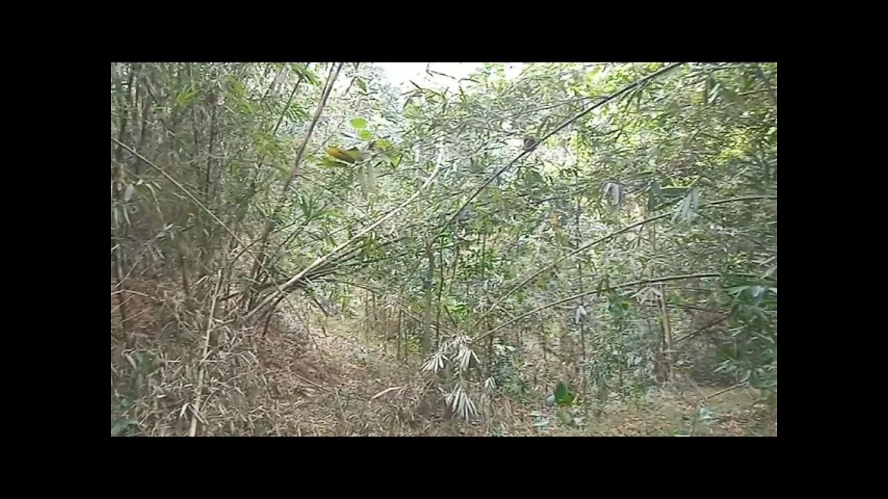 Hutan Angker Blantara