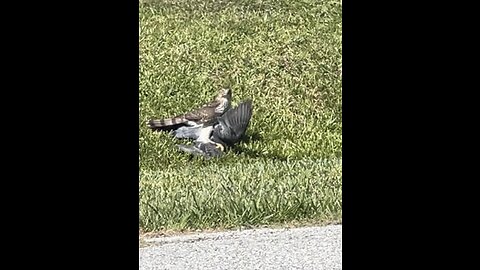 Hawk killed a bird