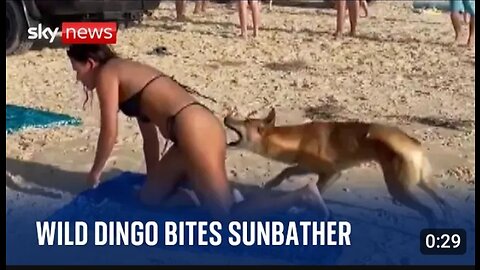 Australia- Dingo bites sunbathing tourist in Queensland