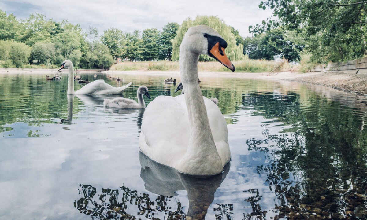 5 Fun Facts About The Mute Swan