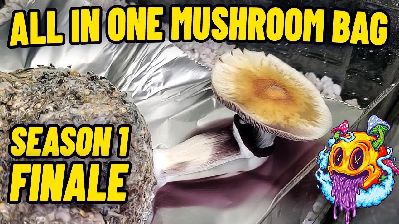 All In One Mushroom Bag Season 1 Series Finale